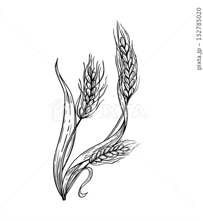 Monochrome grains plant bouquet vector isolated illustration painted by black inks. Field wheat ear spikes etching drawing. Autumn harvest composition for agricultural design, rustic decor, packaging Monochrome grains plant bouquet vector isolated illustration painted by black inks. Field wheat ear spikes etching drawing. Autumn harvest composition for agricultural design, rustic decor, packaging 132785020