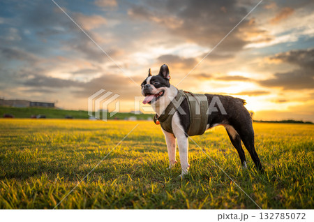 ボストン・テリア 132785072