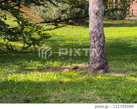 Squirrel by a tree in the park. Connection with nature, serenity and observation of wildlife in urban green spaces. 132785099