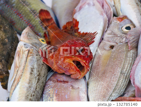 red gurnard red gurnard 132785140