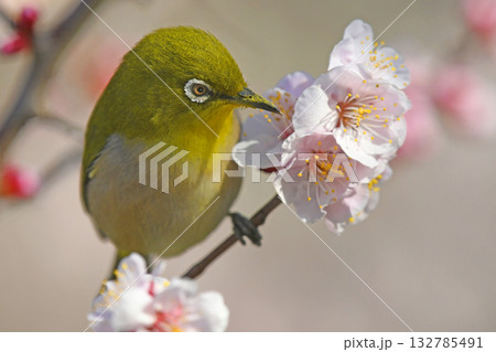 満開の白梅にメジロさんがやって来た （春イメージ）（ 小春日和イメージ ） 132785491