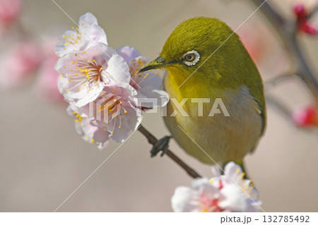 満開の白梅にメジロさん (春イメージ)( 小春日和イメージ ) 満開の白梅にメジロさん (春イメージ)( 小春日和イメージ ) 132785492