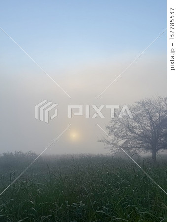 幻想的な朝もやに包まれた草原と淡い朝日 ヒーリング風景 背景素材 132785537