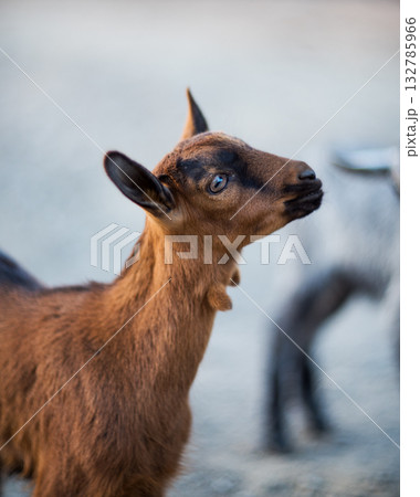 Little goat close-up on a nature background Little goat close-up on a nature background 132785966