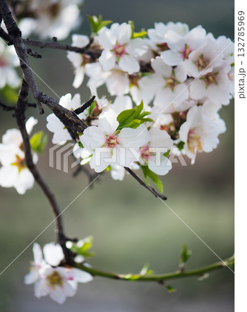 Fresh almond flowers Fresh almond flowers 132785969