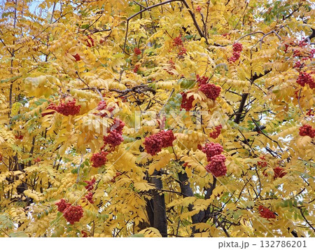 Red rowan berries in autumn. Selective focus on red ripe Sorbus berries in an autumn. Close-up of bright red rowan berry clusters against a backdrop of yellow autumn leaves. 132786201