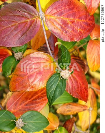 Red and yellow leaves of Viburnum rhytidophyllum in autumn. Selective focus. Close-up of red and yellow green leaves of the Viburnum rugosa in October. Red and yellow leaves of Viburnum rhytidophyllum in autumn. Selective focus. Close-up of red and yellow green leaves of the Viburnum rugosa in October. 132786667