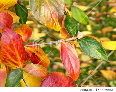 Red and yellow leaves of Viburnum rhytidophyllum in autumn. Selective focus. Close-up of red and yellow green leaves of Viburnum rugosa in the October. Red and yellow leaves of Viburnum rhytidophyllum in autumn. Selective focus. Close-up of red and yellow green leaves of Viburnum rugosa in the October. 132786668