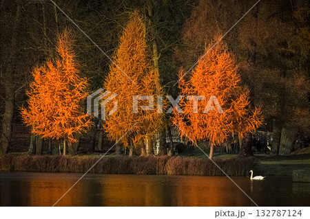 A white swan on a pond. Gatchina. A white swan on a pond. Gatchina. 132787124
