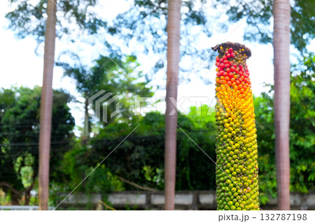Red ,green and yellow betel nuts on a palm tree. Red ,green and yellow betel nuts on a palm tree. 132787198