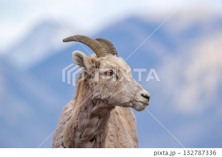 Portrait of the Bighorn sheep with little horns in the snowy mountains. Portrait of the Bighorn sheep with little horns in the snowy mountains. 132787336