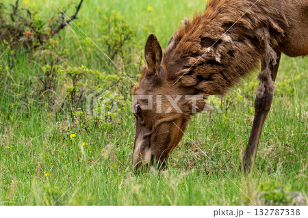 Wapiti elk doe in the green meadow in spring, grazing on grass. 132787338