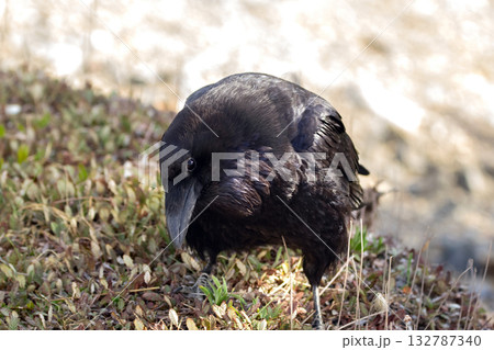 Raven is looking for food on the ground in grass in spring. 132787340