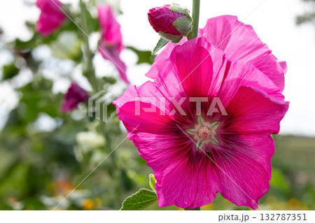 Bright pink Hollyhock flowers with green foliage in the garden. 132787351