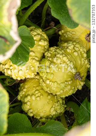 Yellow gourd pumpkin with bumps grow in the summer garden. Yellow gourd pumpkin with bumps grow in the summer garden. 132787353