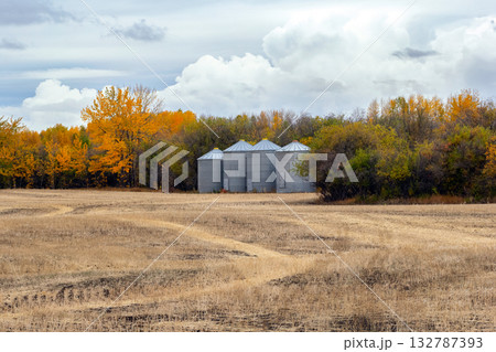 Old granaries and yellow trees in the autumn field with stubbles. Old granaries and yellow trees in the autumn field with stubbles. 132787393
