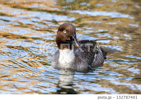 Female duck Common goldeneye is swimming on the water in autumn. 132787401