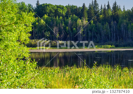 Tranquil landscape in the forest in the woods, hot summer day. 132787410