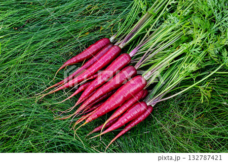 Red colorful carrots with foliage on green grass of the garden. Red colorful carrots with foliage on green grass of the garden. 132787421