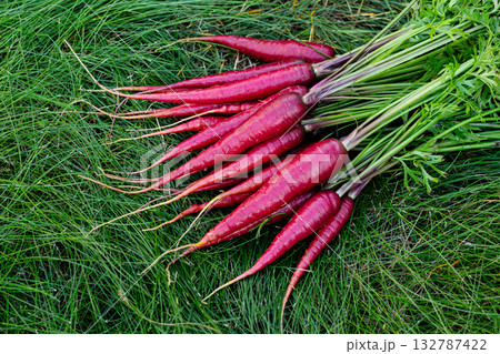 Red colorful carrots with foliage on green grass of the garden. 132787422
