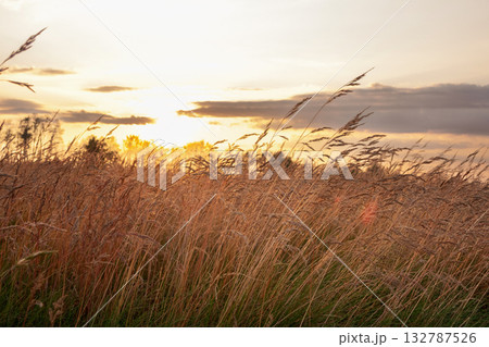 Agricultural field with fescue grass in golden light in sunset. Agricultural field with fescue grass in golden light in sunset. 132787526