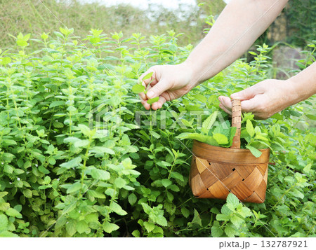 Farmer cutting fresh mint plant leaves on a farm, healthy food ingredients 132787921