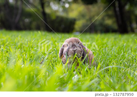 Little lop-eared rabbit sits on the lawn in park. Dwarf rabbit breed. Summer warm day. Little lop-eared rabbit sits on the lawn in park. Dwarf rabbit breed. Summer warm day. 132787950