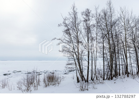 A tranquil winter scene features slender bare trees along a frozen lake 132788297