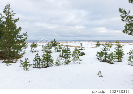 A serene snowy landscape with young pine trees scattered across a frosted coast 132788312