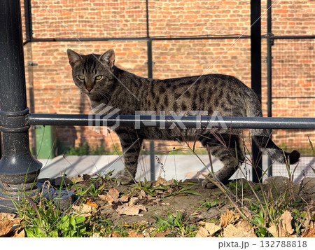 Striped cat standing beside metal fence. Attention, alertness and observation of surroundings in urban setting. 132788818