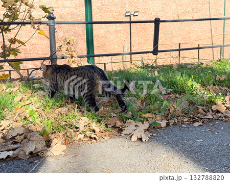 Cat walking away on leaf-covered grass near brick wall. Urban wildlife, freedom and coexistence with human environment. 132788820