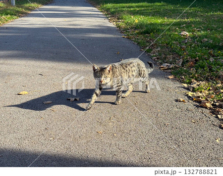 Striped cat walking on asphalt path. Confidence, independence and freedom in everyday outdoor scene. 132788821