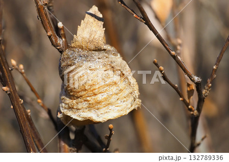 オオカマキリの卵 オオカマキリの卵 132789336