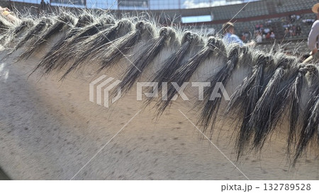 Equestrian event close-up of horse mane braided for competition Equestrian event close-up of horse mane braided for competition 132789528