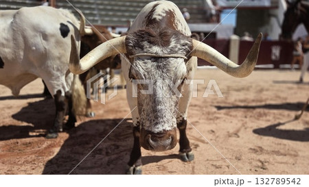 Traditional spanish bullfighting arena with bulls during fiesta event 132789542