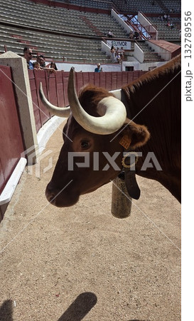 Spanish bull in arena during fiesta celebration highlighting cultural heritage 132789556