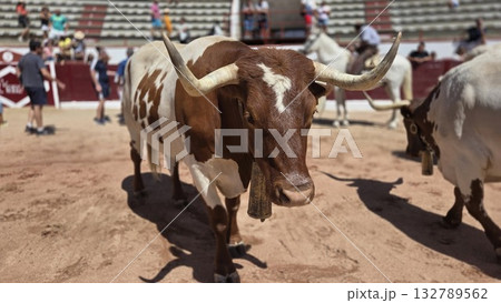 Captivating bull arena scene in spanish fiesta setting 132789562