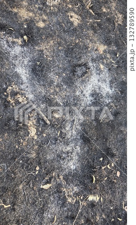 Aftermath of forest fire impacted terrain concept for environmental awareness. Burnt grass, aftermath of a fire. Burnt field, summer fire Aftermath of forest fire impacted terrain concept for environmental awareness. Burnt grass, aftermath of a fire. Burnt field, summer fire 132789590