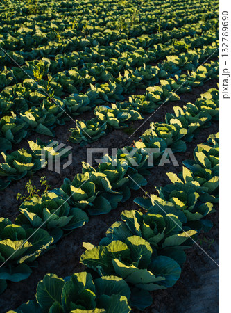White cabbage plants growing in rows on fertile agricultural field 132789690