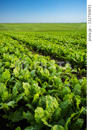 Perspective view of sugar beet field under clear sky during summer Perspective view of sugar beet field under clear sky during summer 132789691