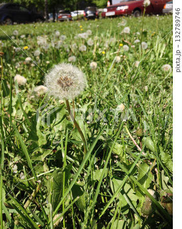 Dandelion in green grass on a sunny spring day. Fragility, renewal, and the quiet poetry of nature simple beauty. 132789746