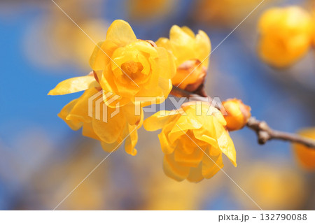 ロウバの花 132790088