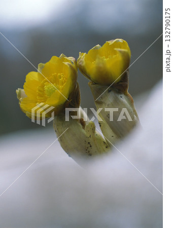 Dictionary of Materials Vol.122 Four Seasons. Scenery of Japan. High quality photo Dictionary of Materials Vol.122 Four Seasons. Scenery of Japan. High quality photo 132790175