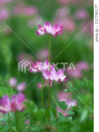 Dictionary of Materials Vol.122 Four Seasons. Scenery of Japan. High quality photo Dictionary of Materials Vol.122 Four Seasons. Scenery of Japan. High quality photo 132790177