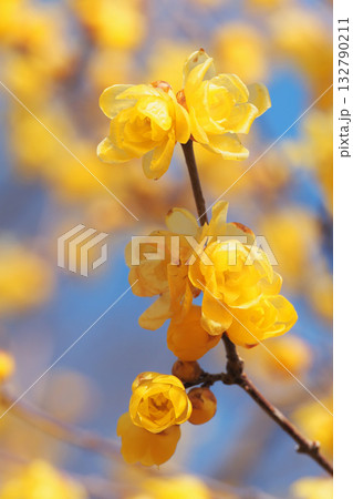 ロウバイの花 ロウバイの花 132790211