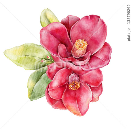 Pink camellia flower with green leaves. Handpainted watercolor botanical illustration, perfect for romantic, spring, or floral-themed designs. 132790269