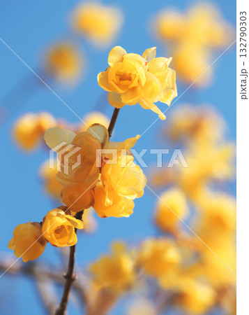 ロウバイの花 132790303