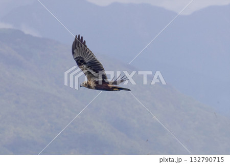山を背景に飛翔するチュウヒ 132790715