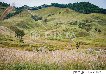 兵庫県　砥峰高原のすすきの風景 132790740