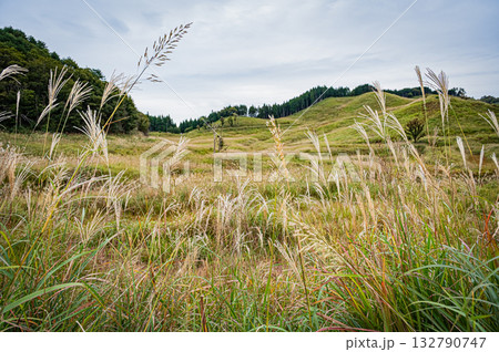 兵庫県 砥峰高原のすすきの風景 兵庫県 砥峰高原のすすきの風景 132790747